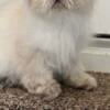 4 year old Persian Cat  for Rehoming