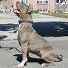 Female American bully