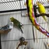 3 Budgies / Parakeets, large cage & stand with extras