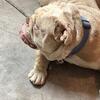 Merele Bulldog boy 2yrs