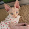 Smart and cute Sphynx Kitten