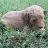 Golden Doodle Puppies