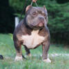 ABKC Reg. American Bully Puppies for sale