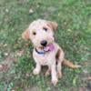 Clyde-F1 Mini English Goldendoodle Puppy