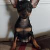 Happy-go-lucky miniature pinscher