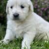 English Cream Retriever puppies