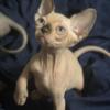 Max the sphynx for new home