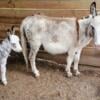 Beautiful Miniature Donkeys Mini Horses Pet Friendly 