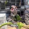 Cape parrot baby available for deposit