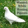 Wanted White Homing Pigeons