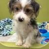 Yorkie/party male 600! Ckc