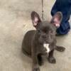 AKC French Bulldog Male Puppy 5 months old