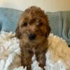 Mini-Goldendoodle Puppies Rehoming and Adoption