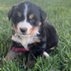 Female Bernese Mountain Dog Puppies