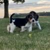 AKC Champion sired Beagle puppies