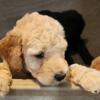 11 week Standard Poodle Puppies Ready to Go