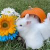 Adorable Blue-Eyed Lionhead Bunnies  Ready for Adoption in Chapel Hill!