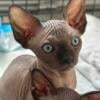 I have TWO Canadian Sphynx for sale! Boy and Girl!