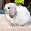 Junior Holland Lop Buck