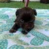 Shih tzu puppies with blue eyed father