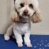 Sweet male  toy poodle