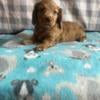 Miniature Dachshund Puppies