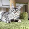 💚 Stunning Silver Maine Coon Kittens 💚