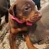 Doberman puppies 50 Euro 50 American