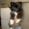 3 Pomeranian puppies left