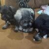 New puppy