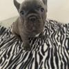 French bulldog puppies available now