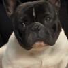 French bulldog male almost 2 years old.