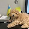 Maltipoo