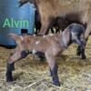 Baby goats Williamsburg Ohio