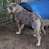 Male Merle American bully 