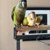 Paired green cheek conures
