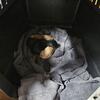 Morkies for sale