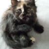 Female maine coon torti smoke