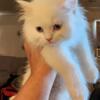 CFA Persian Kittens all white male and female