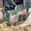 BABY QUAKERS PARROTS AVAILABLE