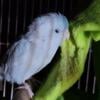 parrolet aka pocket parrot available