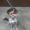 Bernice-Service Dog!