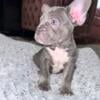 15 week old male French bull dog