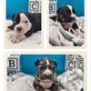 American Pocket bully