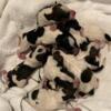 WIRE HAIRED FOX TERRIER PUPPIES!!!!
