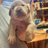 AKC Labrador retriever puppies