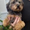 Male Yorkiepoo 8 months