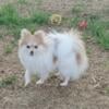 Pomeranian to rehome