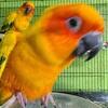Sun Conure pair