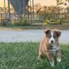 Australian Shepherd Standard Red Tri 12 weeks (can meet halfway within reason for loving Home)